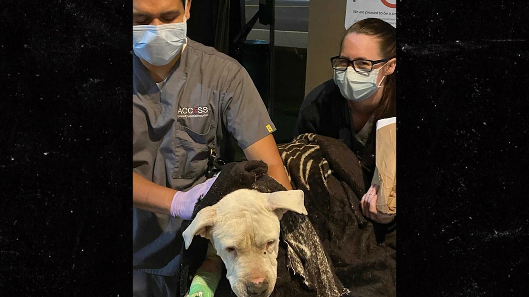 Foster Dog Named Brodie Stabbed, Beaten in California City - Breaking News Foster Dog Named Brodie Stabbed, Beaten in California City