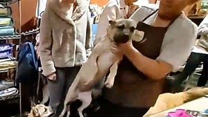Dog Boutique Store Under Investigation Amid Sickening Dog Abuse Video