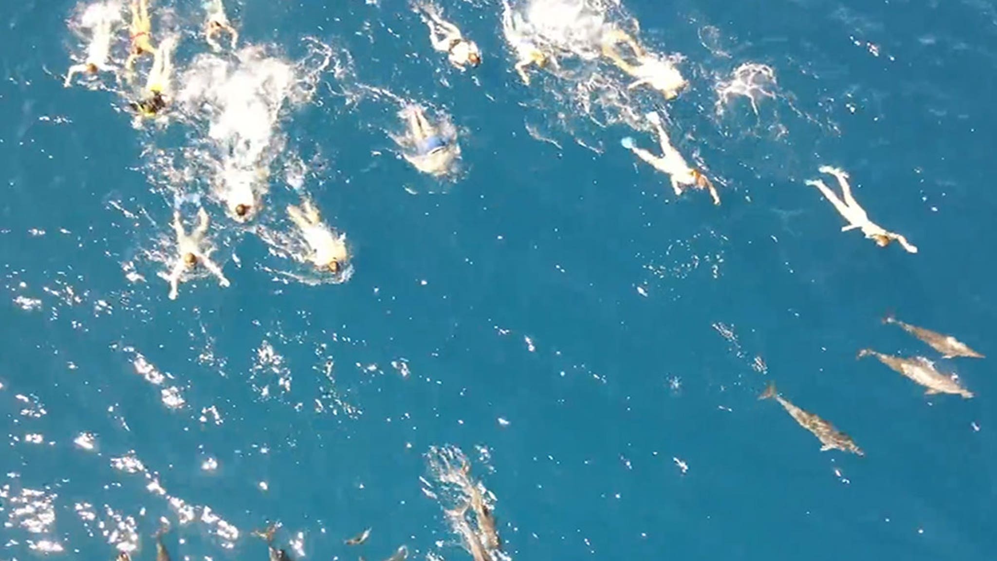 33 swimmers in Hawaii struggling to chase dolphins