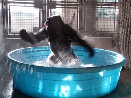 062317_breakdancing_gorilla_primary