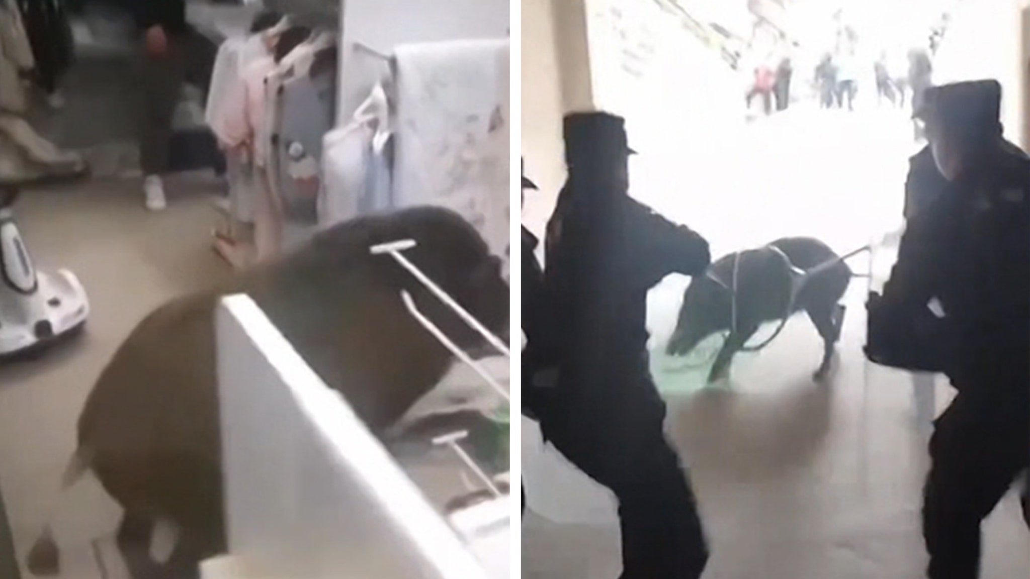 Wild Boar Rampages Inside Store in China, Attacks People in Raucous Video