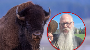 main yellowstone bison toss getty composite