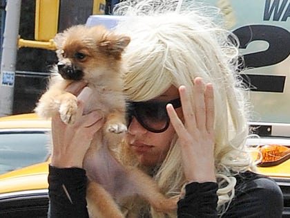 0809_amanda_bynes_dog_article_getty