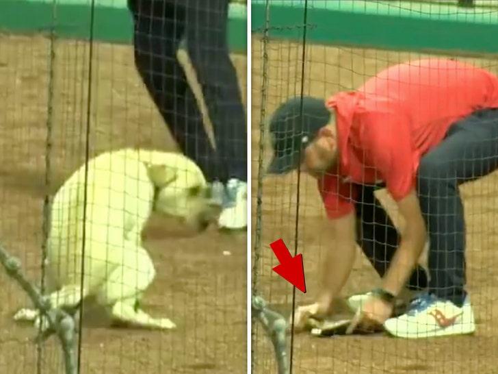 Dogs pooping at MLB Game Guy creates it with hand 1