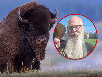 main yellowstone bison toss getty composite