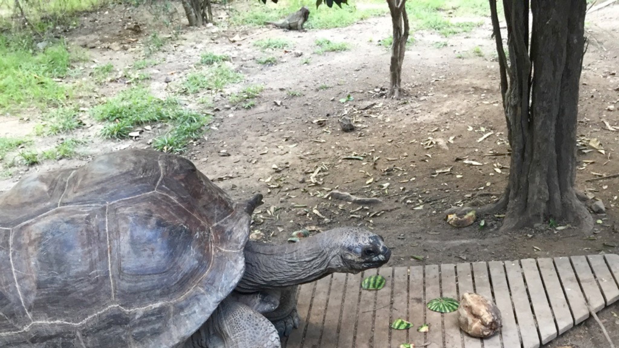 Richard Branson Necker Island Wildlife