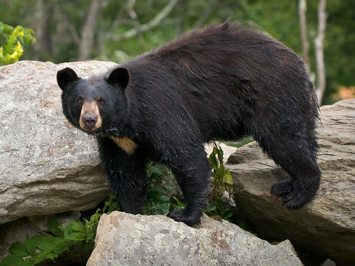 0914-bear-smoky-mtns-getty