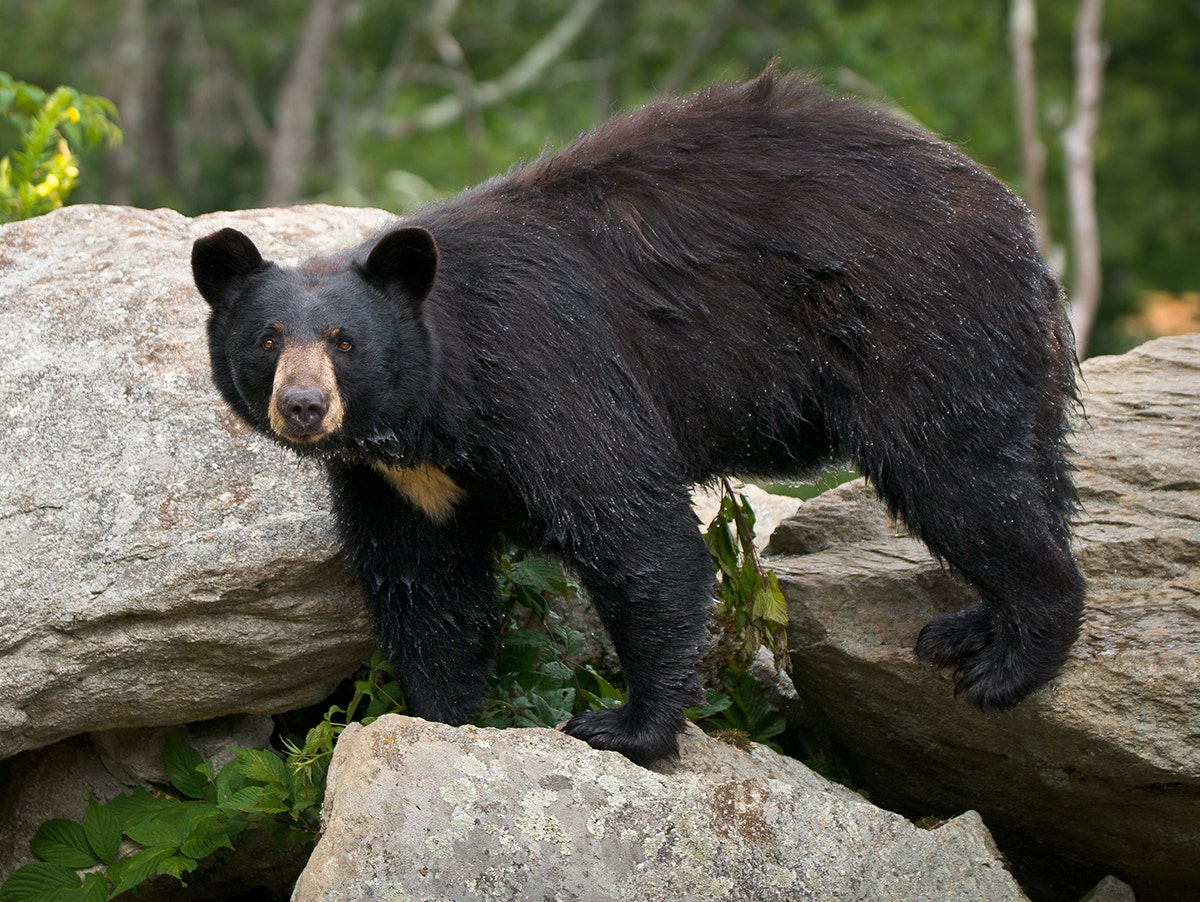 Калифорнийский черный медведь