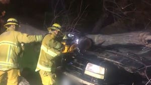 Comedian Mark Curry's Ford Bronco Crushed by Tree