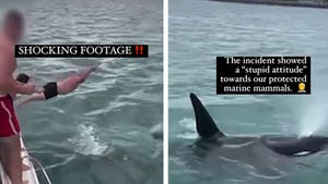 Killer Whale Body Slammed On Cam, Man Hit With Fine