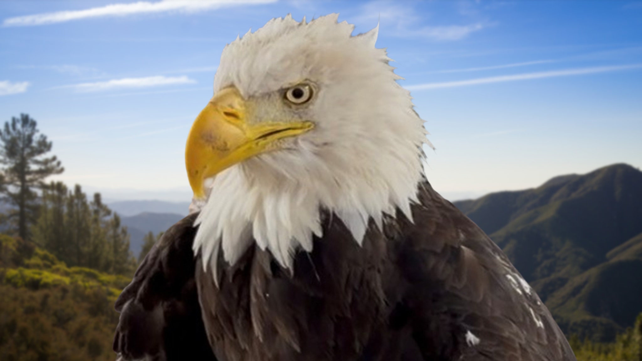 Jackie the Bald Eagle Memorials Could Include Statue, Drone Show in Big Bear