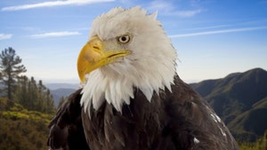 bald eagle jackie ap getty 1