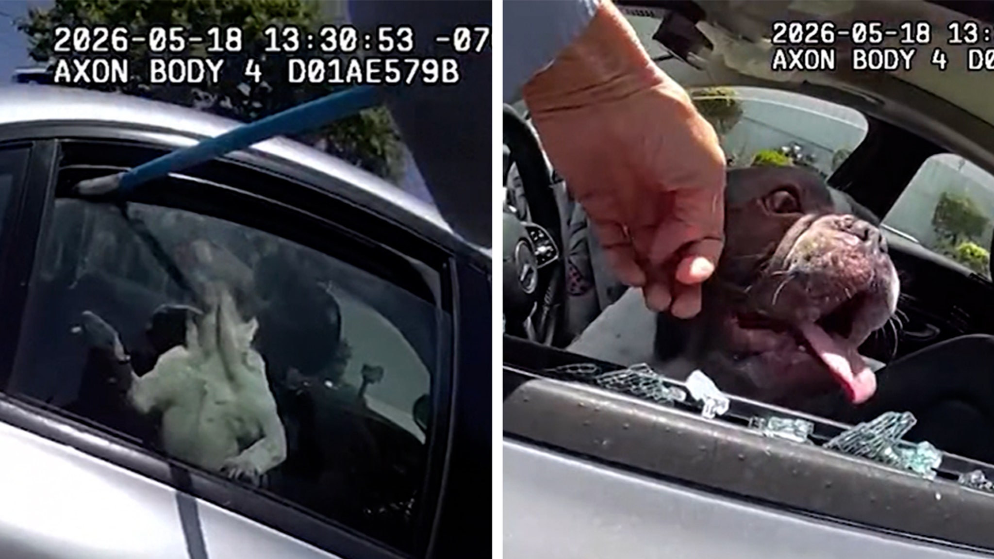 California Cop Bust Car's Window to Save 5 Dogs From Heat Stroke