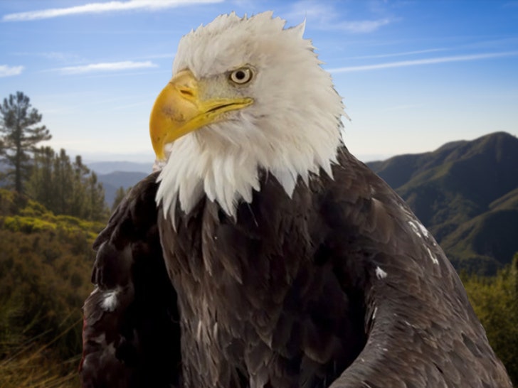 bald eagle jackie ap getty 1