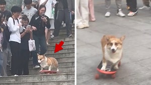 081925_corgi_skateboard_primary