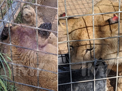 0626 GW Zoo Abuse tmz wm