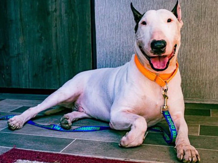 101224 soldado bull terrier furacão cão sub 2 facebook