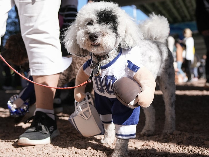 Toronto dog costume halloween