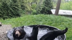 Takoda the Black Bear Enjoys Cool Bath at Oregon Zoo