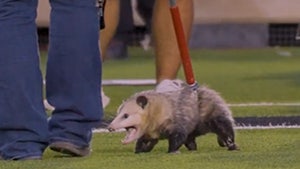 Angry Opossum Dragged Out Of Texas Tech-TCU Game After Running On Field