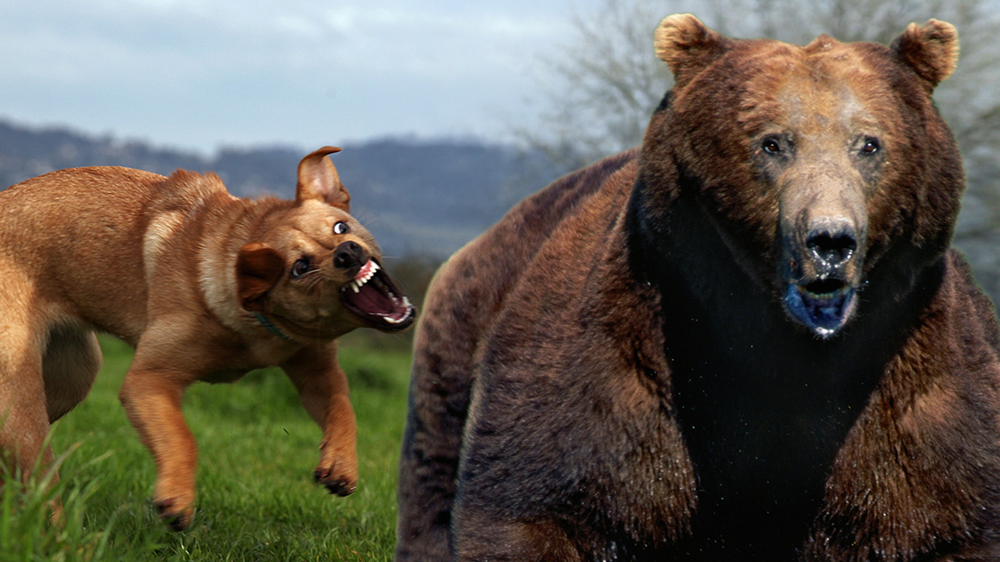 Fearless, Tiny Dog Chases Bear Out of Backyard in Wild Video