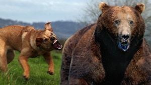 dog chasing bear getty comp