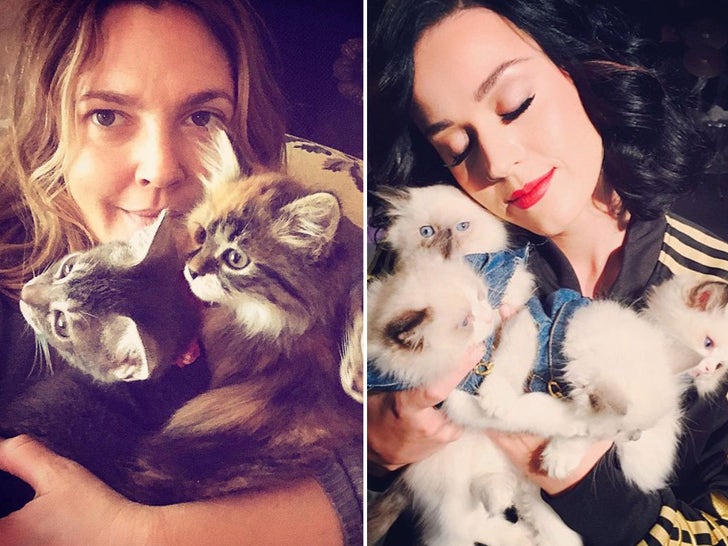 Celebrities With Cats -- Picture Purrfect!