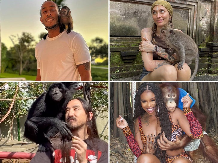 macacos com estrelas