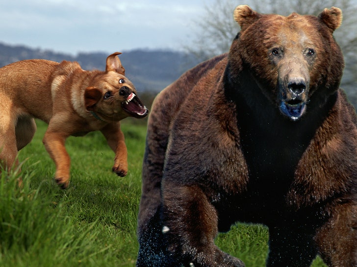 dog chasing bear getty comp