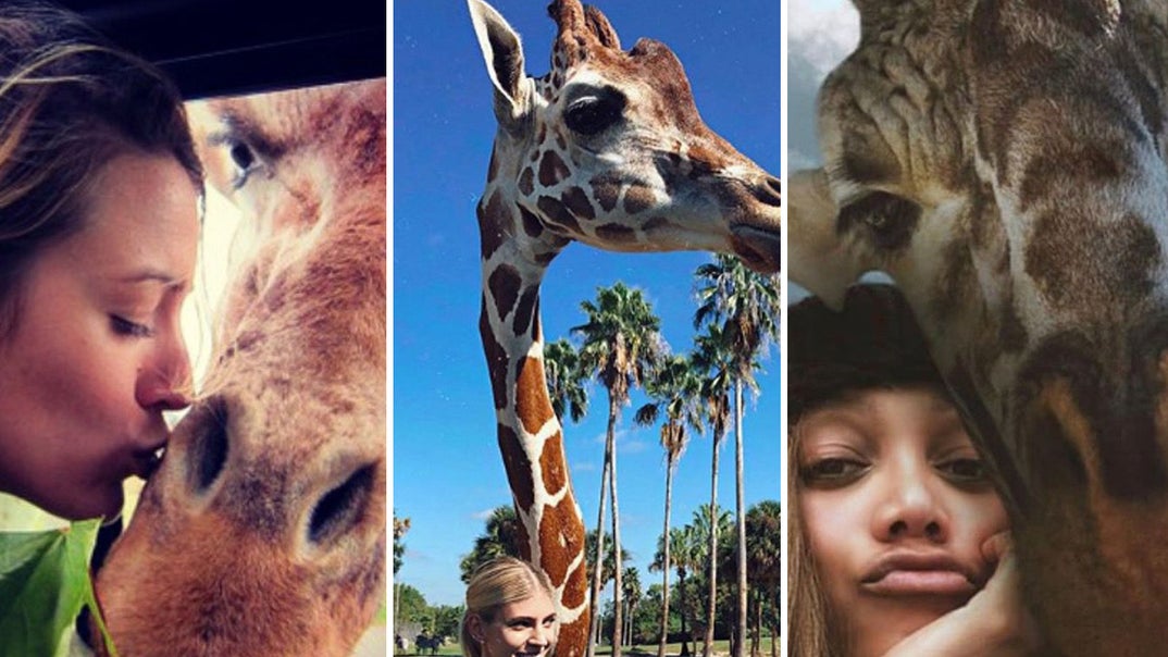 1118-celebrity-giraffe-photos-footer