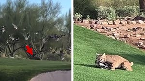 Bobcat Hunts Down Bird On Arizona Golf Course, Wild Video!