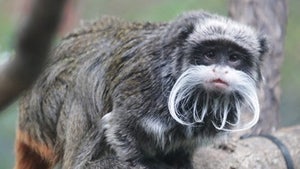 Emperor tamarin monkey