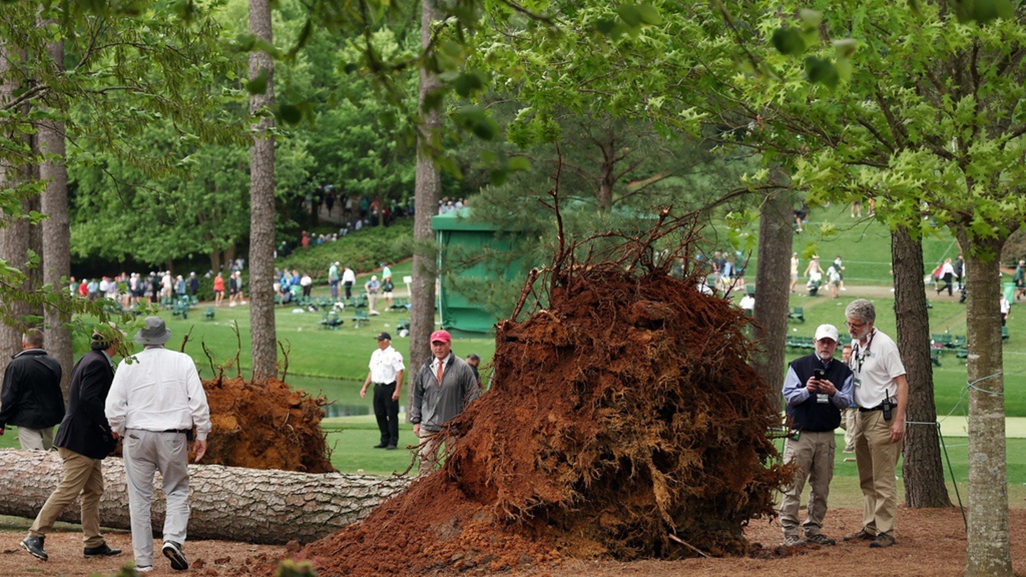 Tree Falls At The Masters