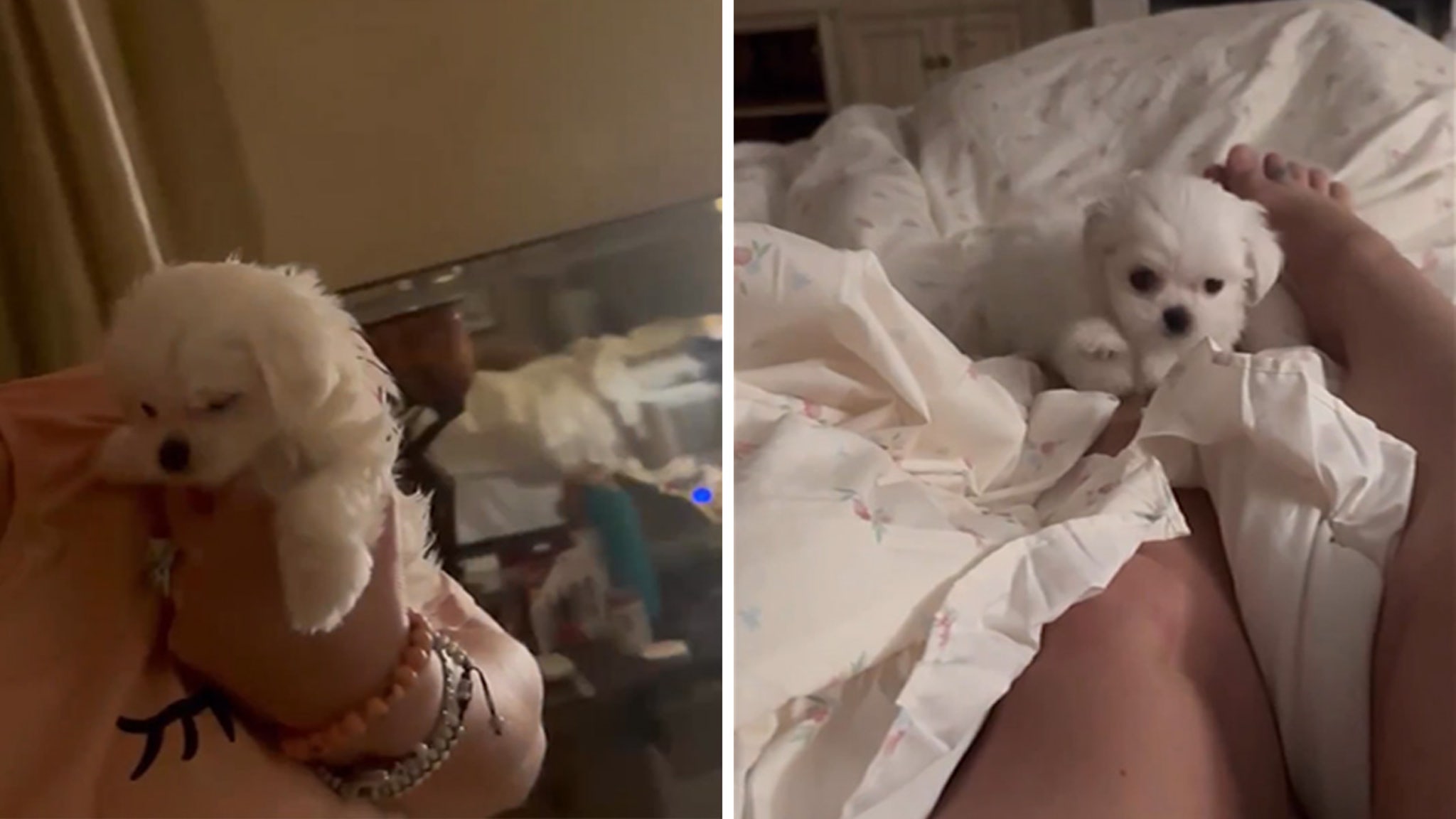 Dog Goes Viral for Howling Britney Spears's Toxic