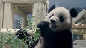 101624-panda-dc-primary