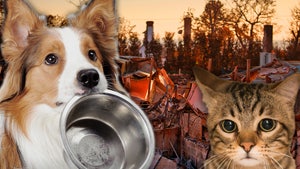 Food Not Being Left for Pets at Destruction Sites getty alt main