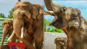 billy tina elephants tulsa zoo main split 2