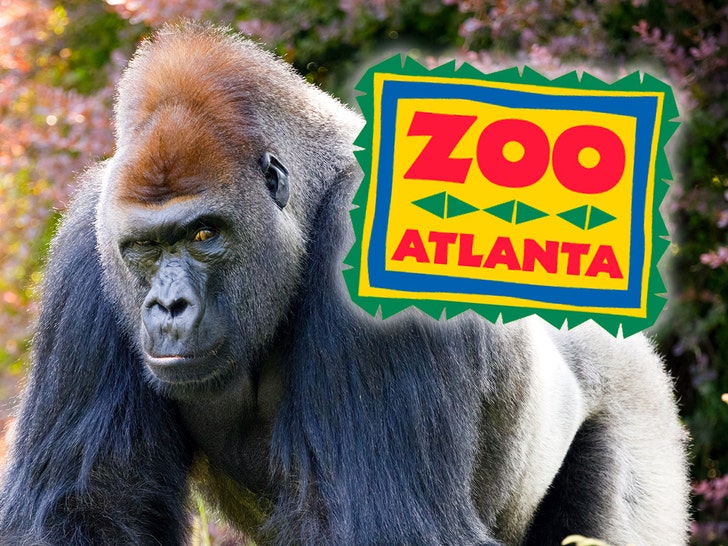 gorilla zoo atlanta