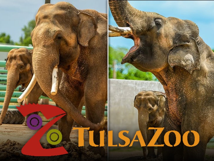 billy tina elephants tulsa zoo main split 2