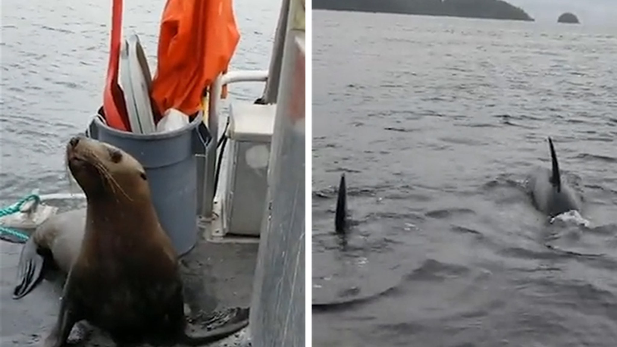 Sea Lion Jumps Onto Lady's Boat as Hungry Orcas Surround Her