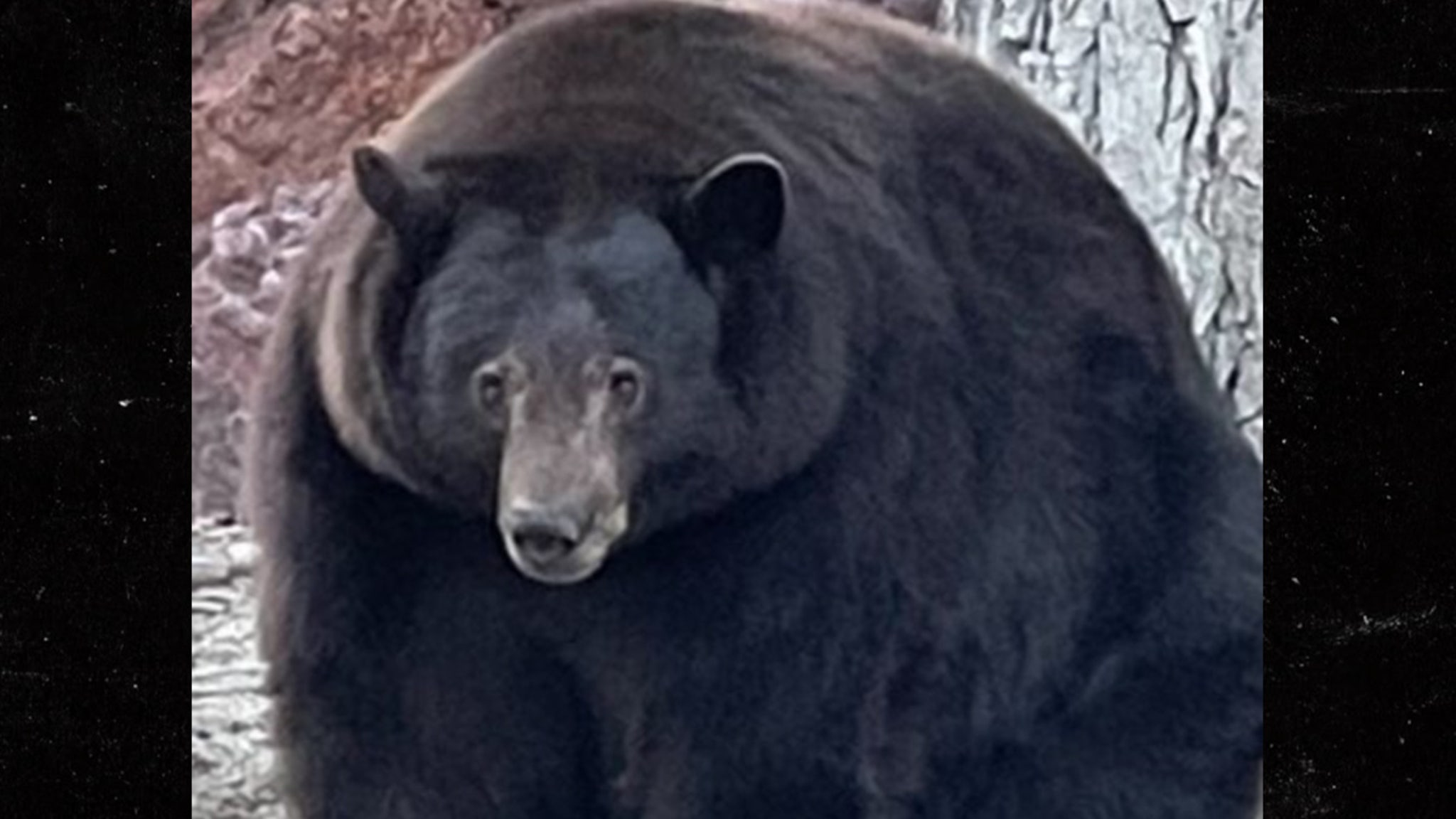 500-pound Bear Enters 28 Homes in Search of Food thumbnail