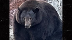 Hank the Tank Cleared with DNA, Bear Won't be Killed