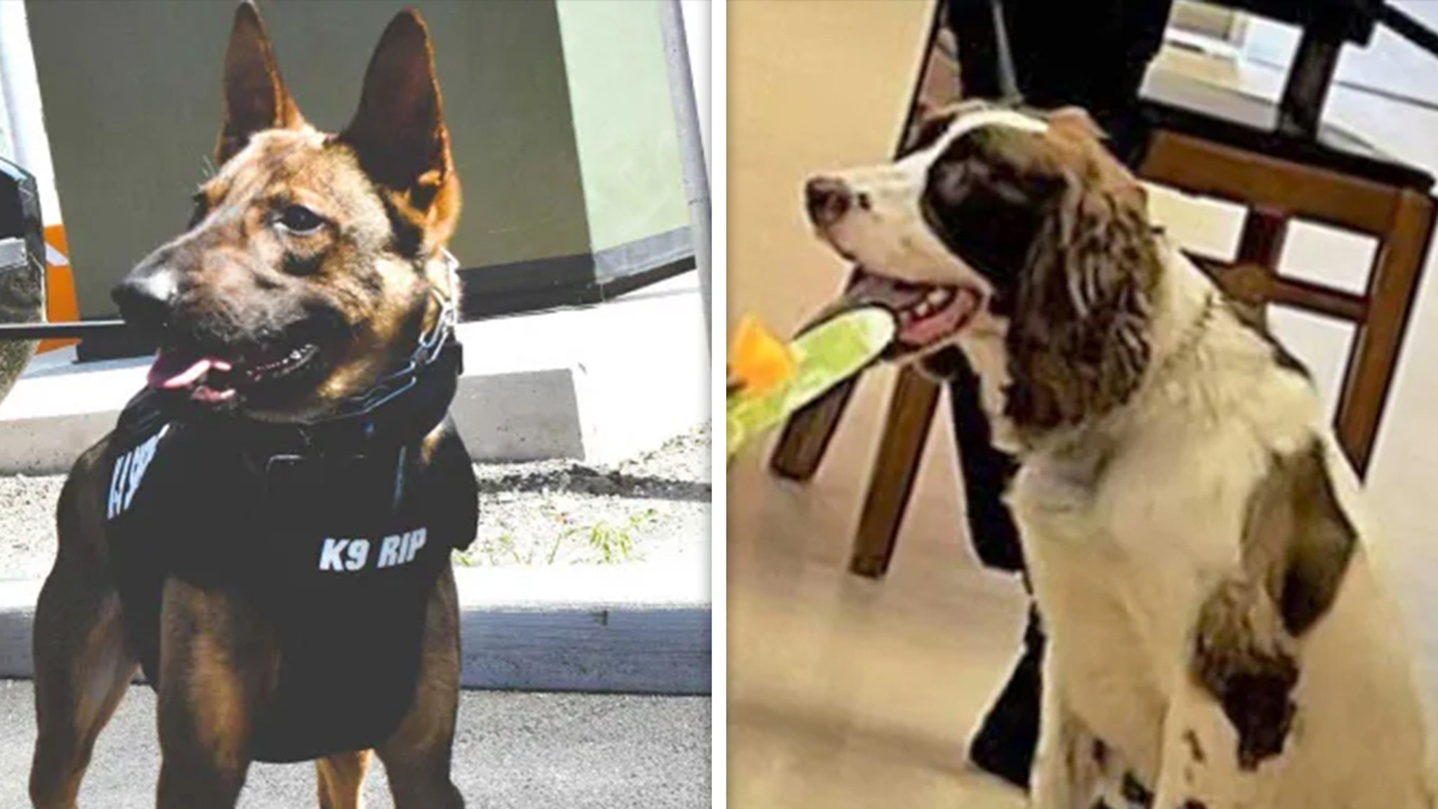 New Jersey K-9 Officer Charged After Two Department Dogs Perish in Hot Patrol Vehicle