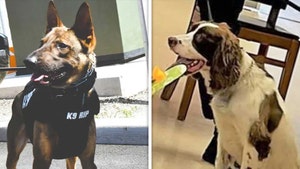 k9 dogs die in hot car Salem County Sheriff's Office