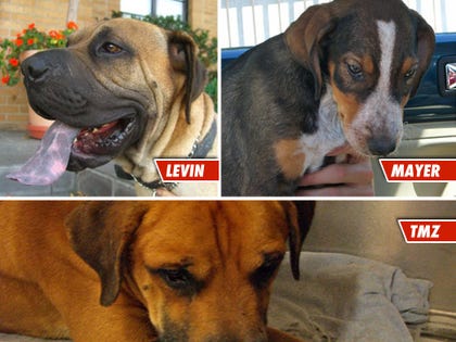 Levin, Mayer and TMZ -- 3 Lucky Dogs