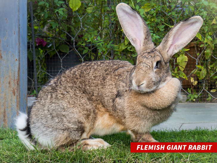 flemish giant rabbit sub getty