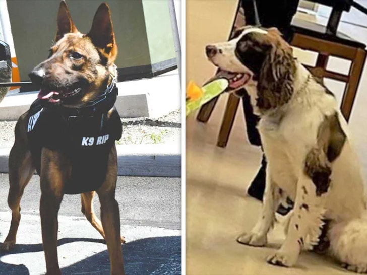k9 dogs die in hot car Salem County Sheriff's Office
