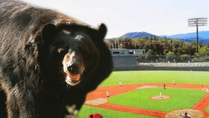 Bear Invades Olympic Softball Stadium, Still On The Loose!