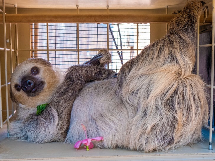 Fernando The Sloth At The Phoenix Zoo