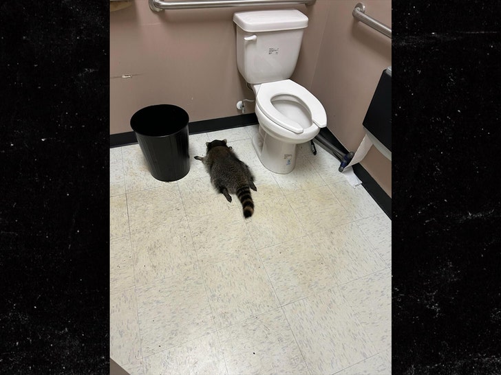 drunken racoon Hanover County Animal Protection and Shelter 2